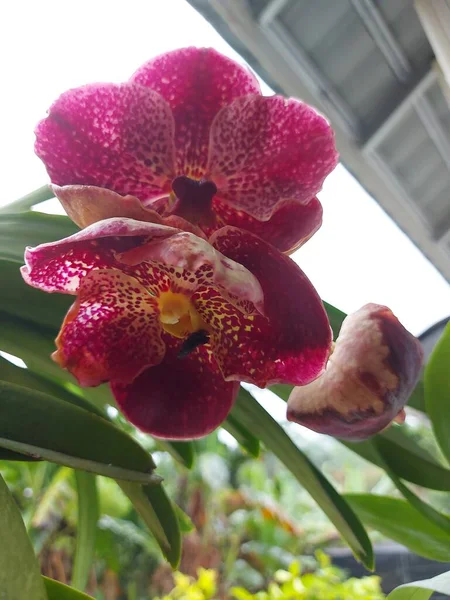 Foco Seletivo Belas Flores Vermelhas Orquídea Vanda Jardim Fundo Borrado — Fotografia de Stock