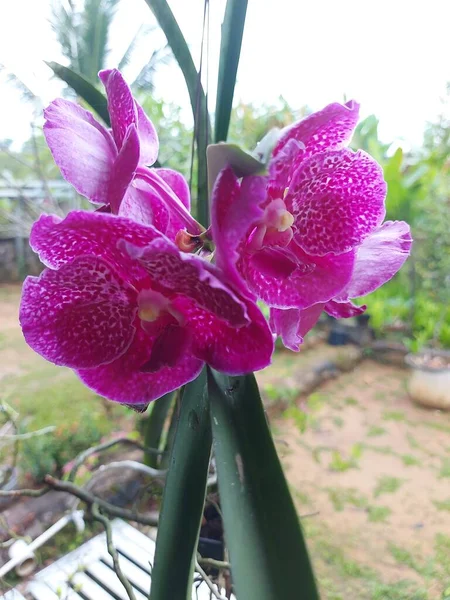 Concentration Sélective Belle Orchidée Rose Cire Pure Vanda Dans Jardin — Photo