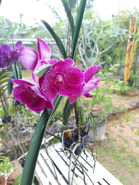 Concentration Sélective Belle Orchidée Rose Cire Pure Vanda Dans Jardin — Photo