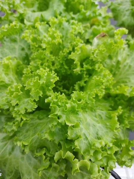 Arkaplanı bulanık güzel marul bitkilerinin seçici odağı. Bilimsel adı Lactuca sativa. Öndeki bitkilere odaklan..