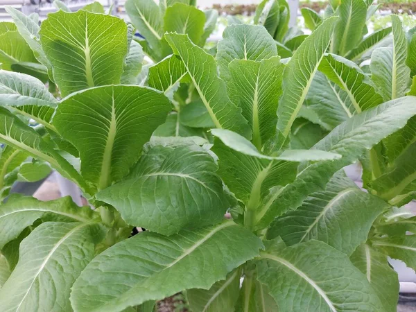 Hidrofonik sebze bitkilerinin seçici odak noktası. Kök marul bilimsel adı Lactuca sativa var angustana.