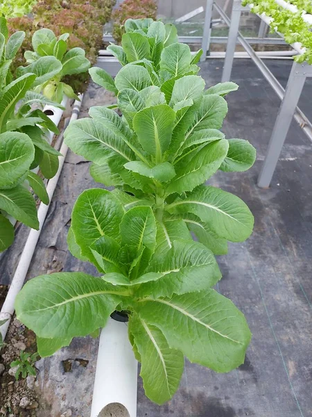 Hidrofonik sebze bitkilerinin seçici odak noktası. Kök marul bilimsel adı Lactuca sativa var angustana.