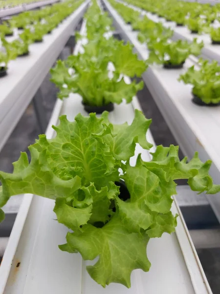 Hidrofonik marul bitkisinin seçici odak noktası bulanık arka plan. Bilimsel adı Lactuca sativa. Öndeki birkaç bitkiye odaklan.. 