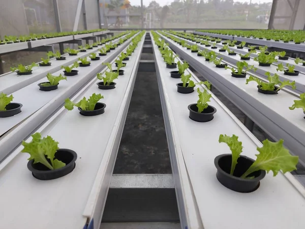 Hidrofonik marul bitkisinin seçici odak noktası bulanık arka plan. Bilimsel adı Lactuca sativa. Öndeki birkaç bitkiye odaklan.. 