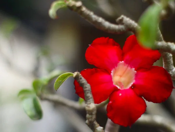 Kırmızı Çiçek Çok Güzel Bir Şablon Arka Plan Fotoğrafçısıdır — Stok fotoğraf