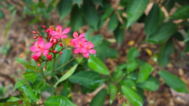 Güzel çiçek, yeşil ağaç ve yaprak dokusu şablon arka plan fotoğrafçılığı