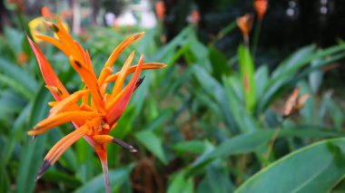 Güzel çiçek, yeşil ağaç ve yaprak dokusu şablon arka plan fotoğrafçılığı