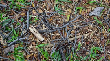 Ağaç kabuğu deseni ve desen şablon arkaplan fotoğrafçılığı