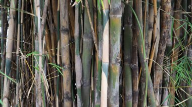 Ağaç kabuğu deseni ve desen şablon arkaplan fotoğrafçılığı