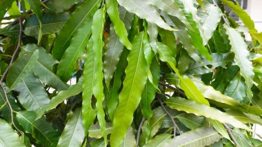 Yeşil çimen ve ağaçların deseni arka plan fotoğrafçılığı