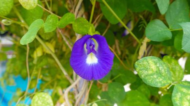 Sağlık şablonu arka plan fotoğrafı için mor bezelye çiçeği