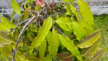 Yeşil çimen ve ağaçların deseni arka plan fotoğrafçılığı