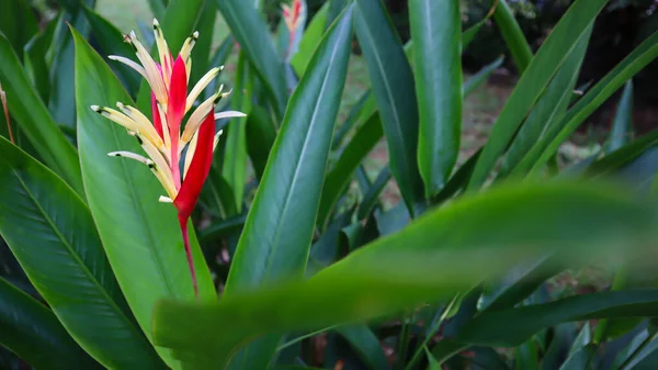 Mooie Bloem Groene Boom Blad Textuur Template Achtergrond Fotografie — Stockfoto