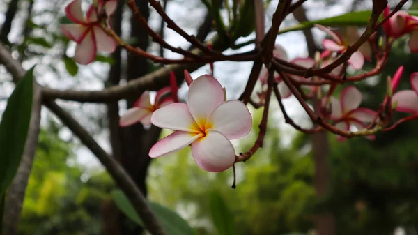 Frangipani Çiçeği Yeşil Ağaç Yaprak Dokusu Şablon Fotoğrafçılık — Stok fotoğraf