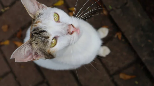 Weiße Katze Spielt Garten Vorlage Hintergrundfotografie — Stockfoto