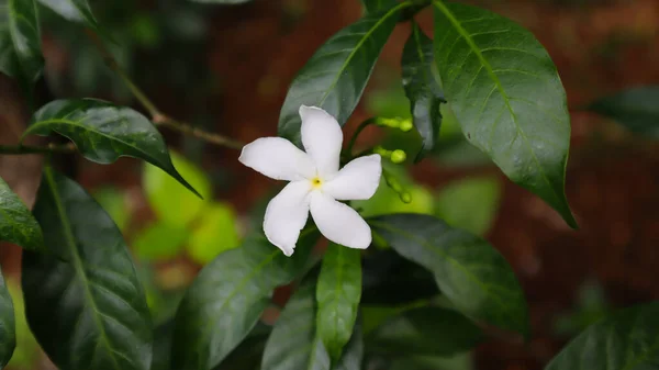 Beyaz Çiçek Yeşil Ağaç Yaprak Dokusu Şablon Arka Plan Fotoğrafçılığı — Stok fotoğraf