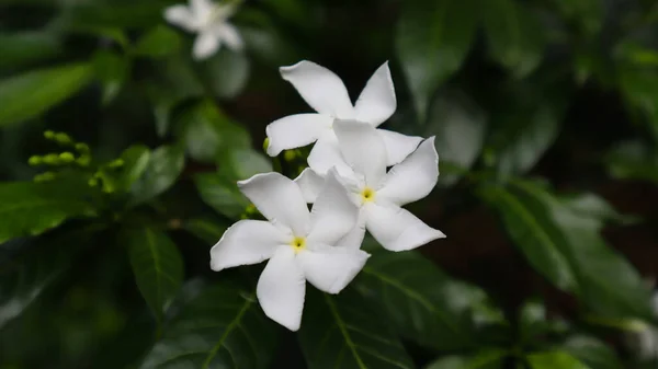 Beyaz Çiçek Yeşil Ağaç Yaprak Dokusu Şablon Arka Plan Fotoğrafçılığı — Stok fotoğraf