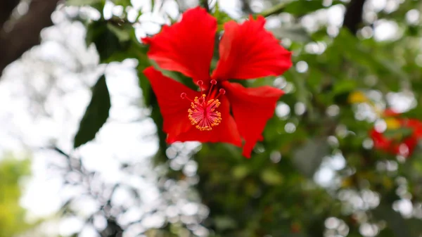 Kırmızı Amber Çiçeği Yeşil Ağaç Yaprak Dokusu Şablon Fotoğrafçılık — Stok fotoğraf