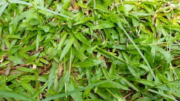 texture of green grass and trees template background photography