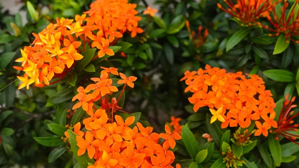 Soka Blume Gattung Ixora Garten Blume Vorlage Hintergrund Fotografie — Stockfoto