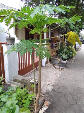 Banten 'de bir evin önündeki bir papaya ağacı.