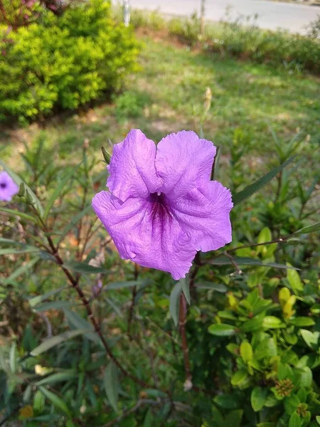 Serang Indonesia Září 2021 Purple Kencana Flower Jednou Fialových Kvetoucích — Stock fotografie