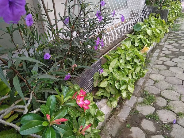 Serang Indonesja Wrzesień 2021 Doniczka Indonezji Kwiat Kambodży Podwórku Domu — Zdjęcie stockowe