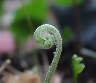 Yaprak oluşmadan önce seçici odak noktası