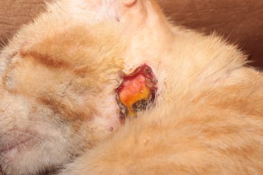 Başıboş bir kedinin yanağındaki iltihaplı yara.
