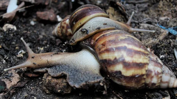 Two Snails Roaming Yard Rain Fell Afternoon — Stock Photo, Image