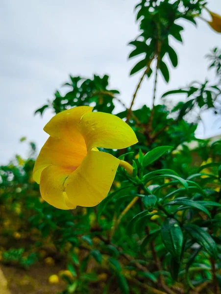 Κοντινό Πλάνο Όμορφο Κίτρινο Λουλούδι — Φωτογραφία Αρχείου