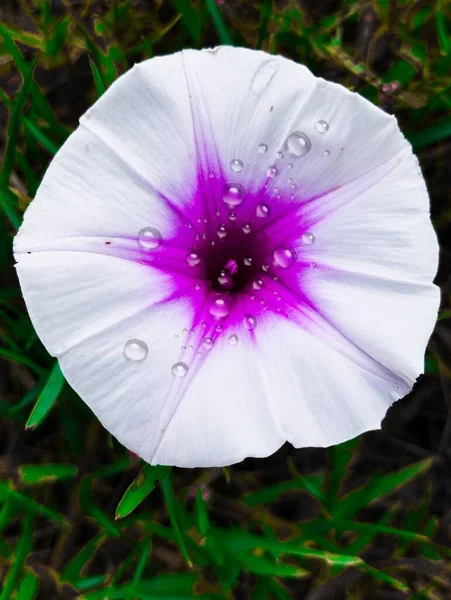 Manhã Comum Glória Ipomoea Flor Branca Roxa — Fotografia de Stock