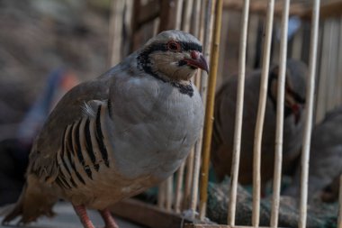 Kırmızı bacaklı keklik, Alectoris Rufa, bir Anadolu köyünde manzarayla çekilmiş.