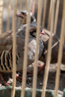Kırmızı bacaklı keklik, Alectoris Rufa, bir Anadolu köyünde manzarayla çekilmiş.