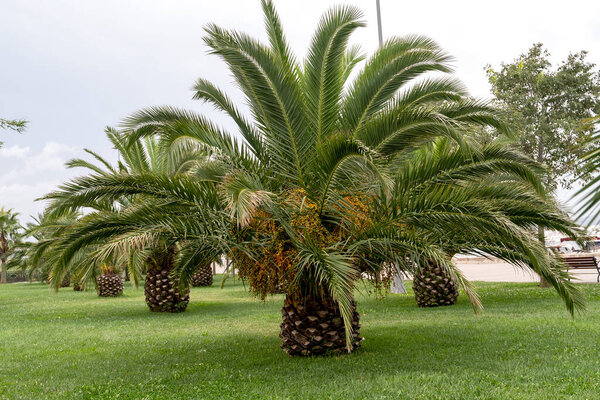Plantation of date palms.Date Palm trees in the openair park.