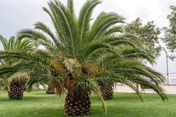 Plantation of date palms.Date Palm trees in the openair park.