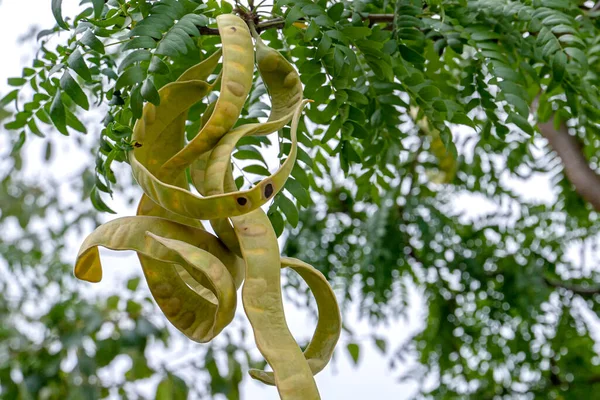 Carob Bean Harnup Healthy Organic Sweet Carob Pods Tree — Stock Photo, Image