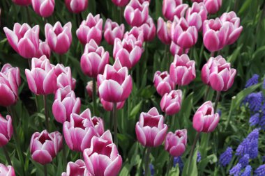 Çiçek tarlasında açan renkli lalelerin arka planında çiçek açan güzel renkli laleler..