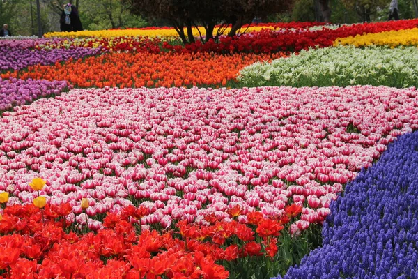 Virágzó Gyönyörű Színes Tulipánok Háttérben Virágzó Színes Tulipánok Területén Virágok — Stock Fotó