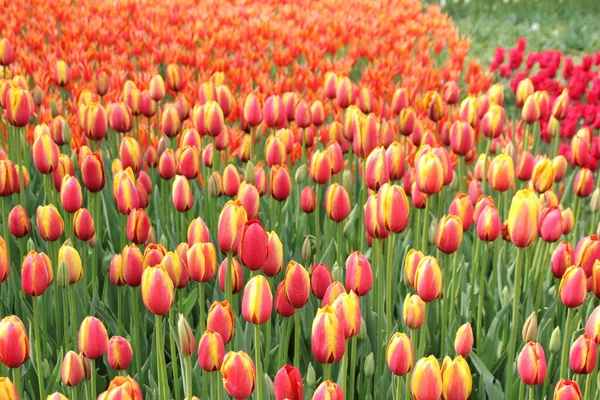 Floraison Belles Tulipes Colorées Sur Fond Tulipes Colorées Fleurs Dans — Photo