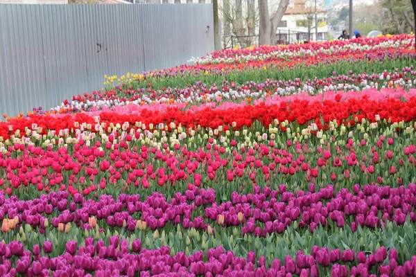 Virágzó Gyönyörű Színes Tulipánok Háttérben Virágzó Színes Tulipánok Területén Virágok — Stock Fotó