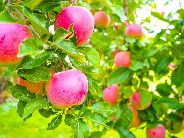 red fresh bio organic apples on the branch