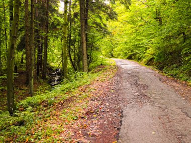 Sonbaharda güzel bir orman boyunca uzanan yol, dökülen renkli yapraklar, sonbahar ormanı atmosferi.