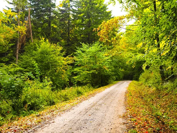 Sonbaharda güzel bir orman boyunca uzanan yol, dökülen renkli yapraklar, sonbahar ormanı atmosferi.