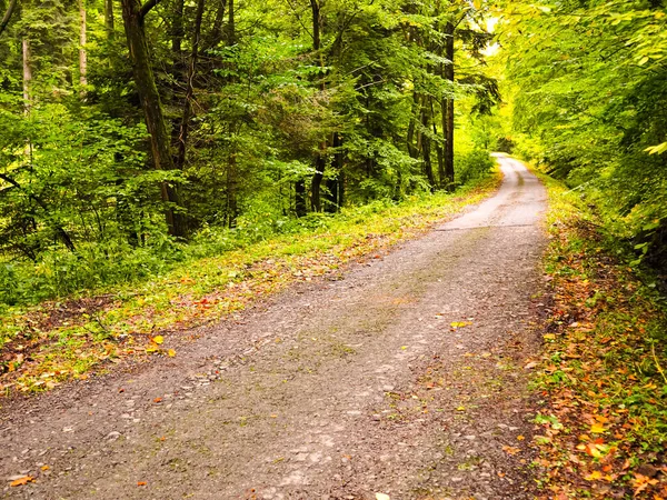 Sonbaharda güzel bir orman boyunca uzanan yol, dökülen renkli yapraklar, sonbahar ormanı atmosferi.