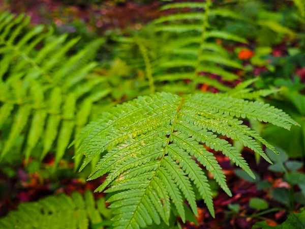 View Beautiful Green Forest Fern — Stock Photo, Image