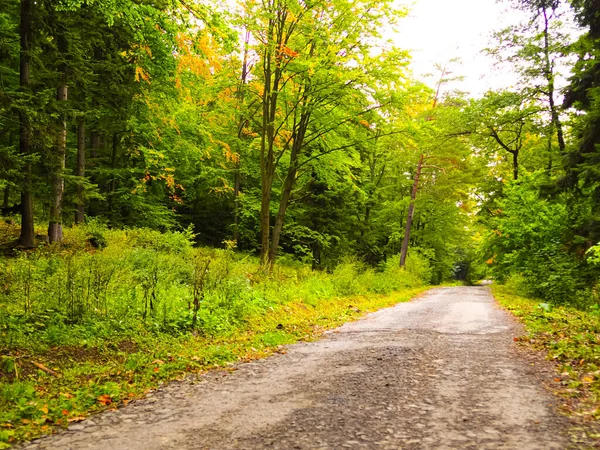 Sonbaharda güzel bir orman boyunca uzanan yol, dökülen renkli yapraklar, sonbahar ormanı atmosferi.