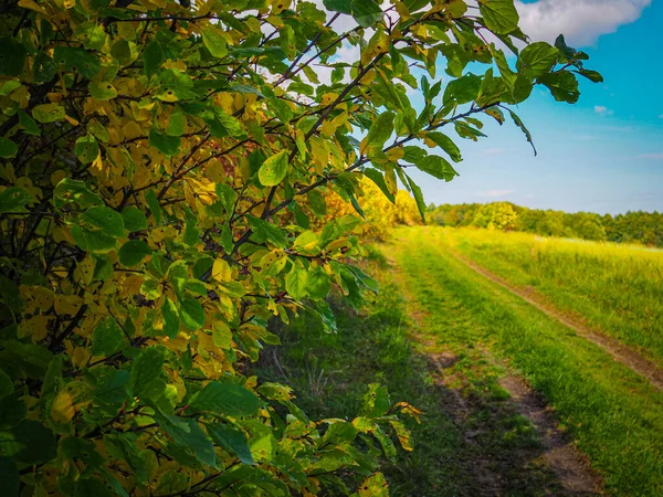 güzel doğa, manzara, Idyllic manzara slovakya taze yeşil çayırlar ve muhteşem mavi gökyüzü