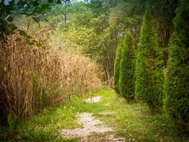 Huzurlu bir ortamda ormana giden güzel bir patika. Yürüyüşe uygun.