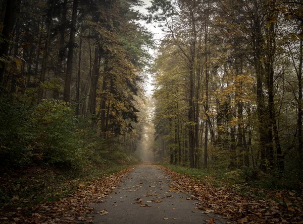 Yumuşak bir odak, sonbaharda ormanda doğa manzaralı rehberli bir yürüyüş yolu.